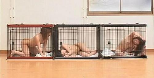 Whats the jav code? Please